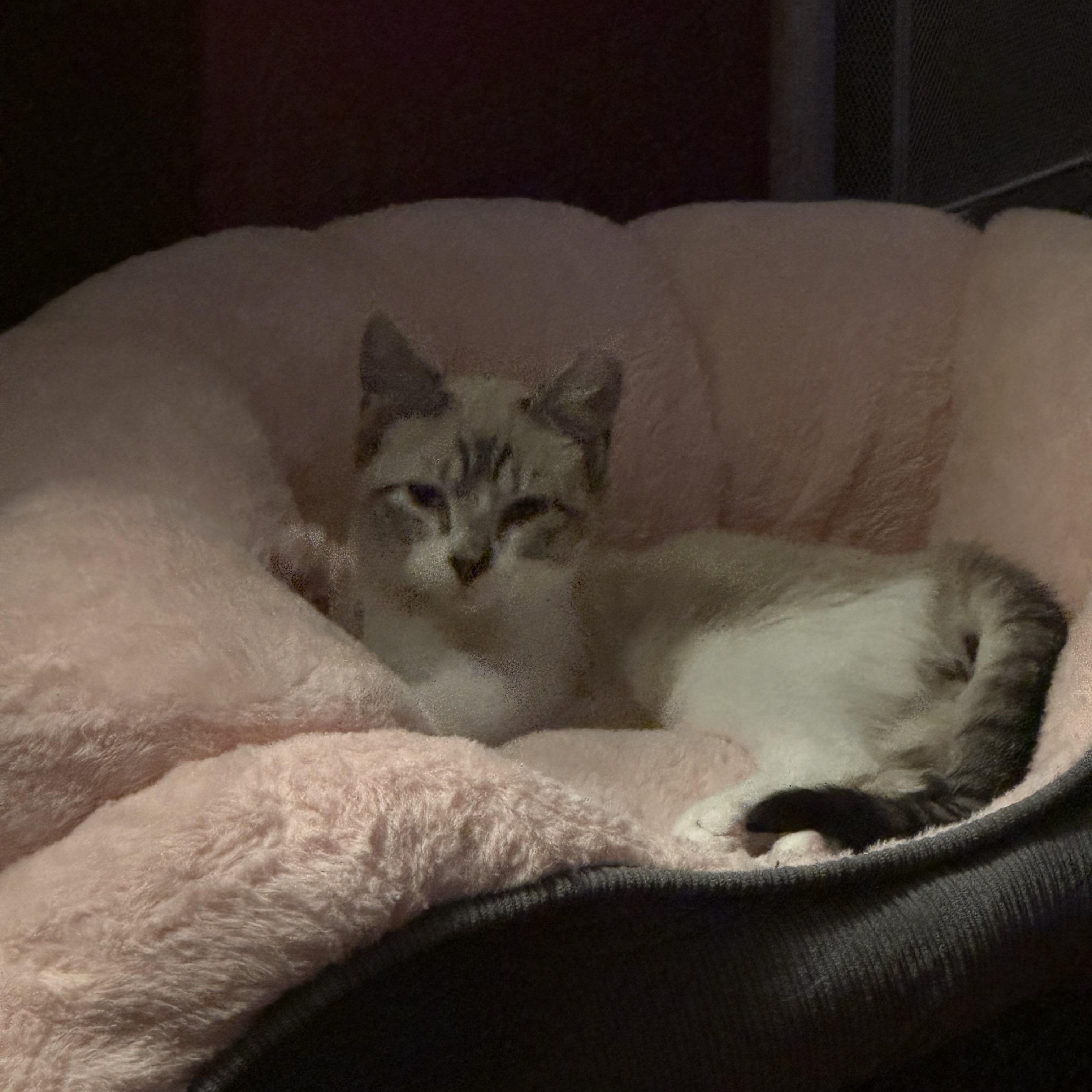 Enlarge Lemon, an adoptable mixed breed in Houston, TX image 4/5