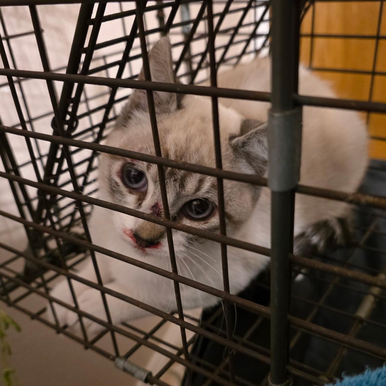 Enlarge Lemon, an adopted mixed breed in Houston, TX image 2/2