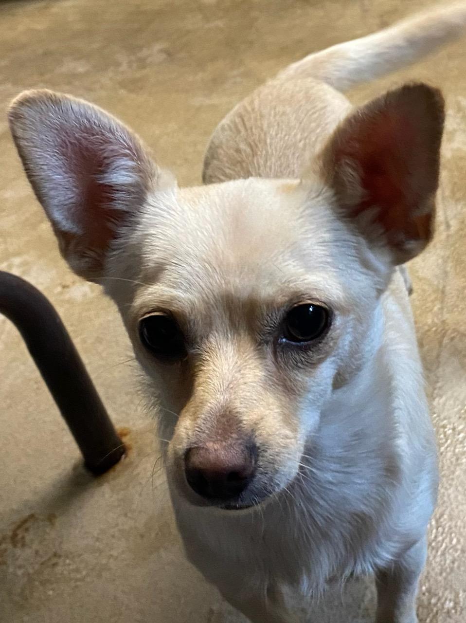 Lily, an adoptable Chihuahua in Polson, MT, 59860 | Photo Image 3