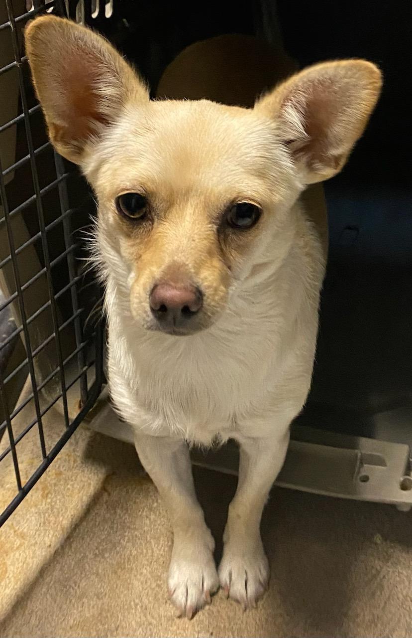 Lily, an adoptable Chihuahua in Polson, MT, 59860 | Photo Image 1