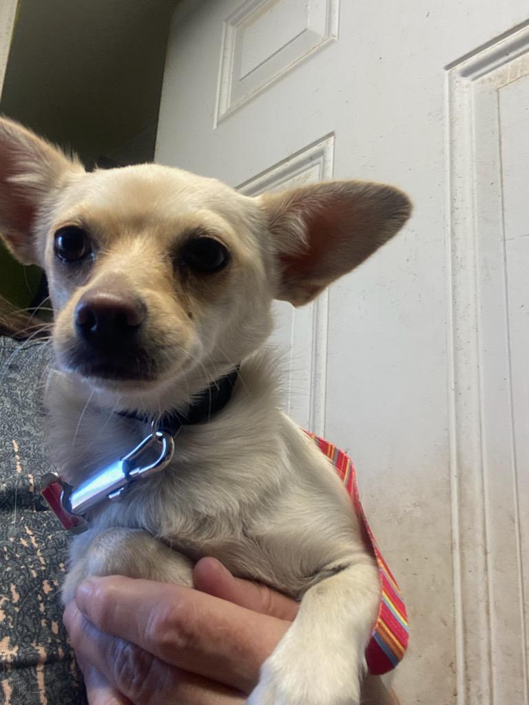 Lily, an adoptable Chihuahua in Polson, MT, 59860 | Photo Image 2