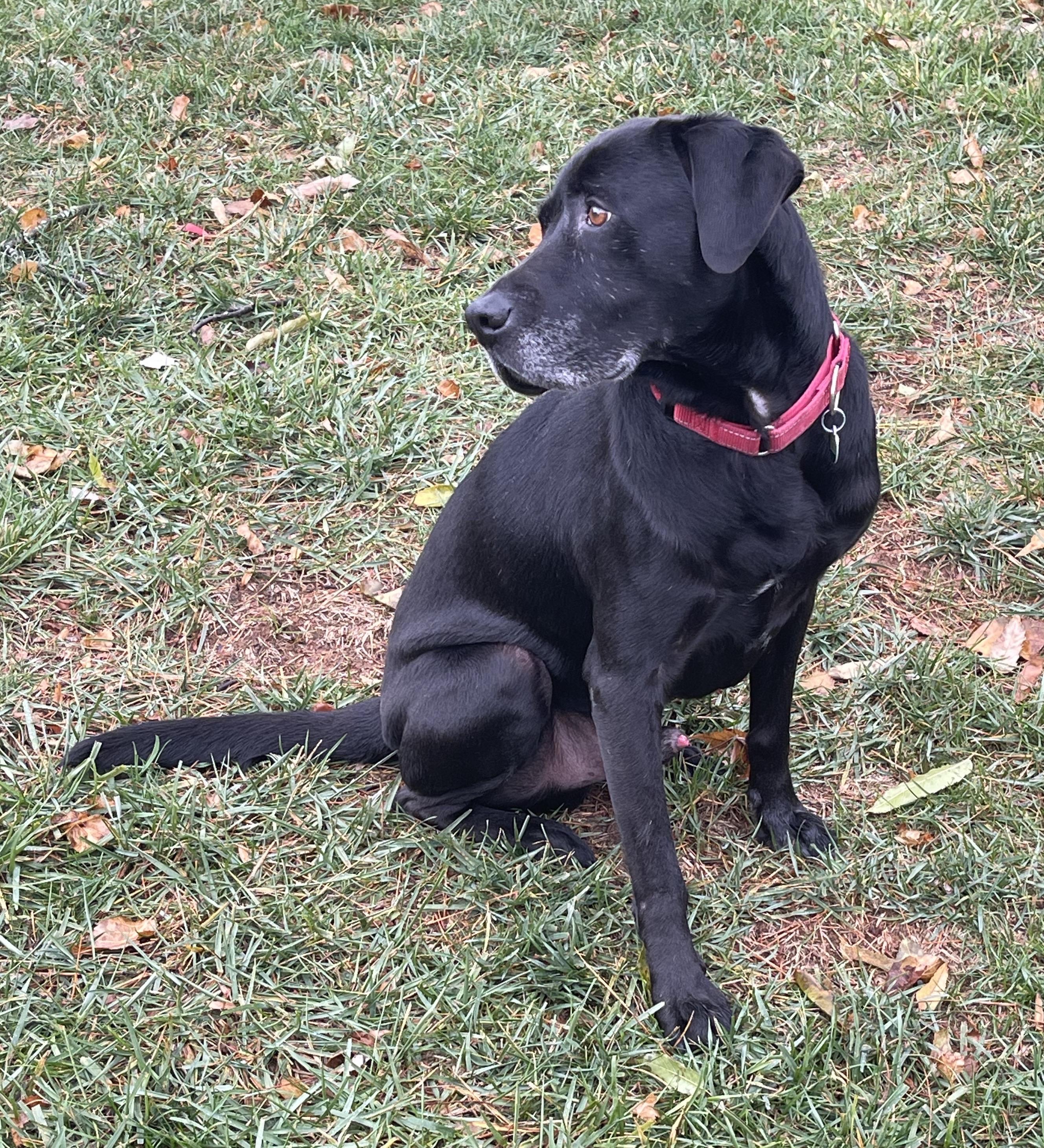 Enlarge Archie, a Adoptable mixed breed in Elkton, MD image 2/6