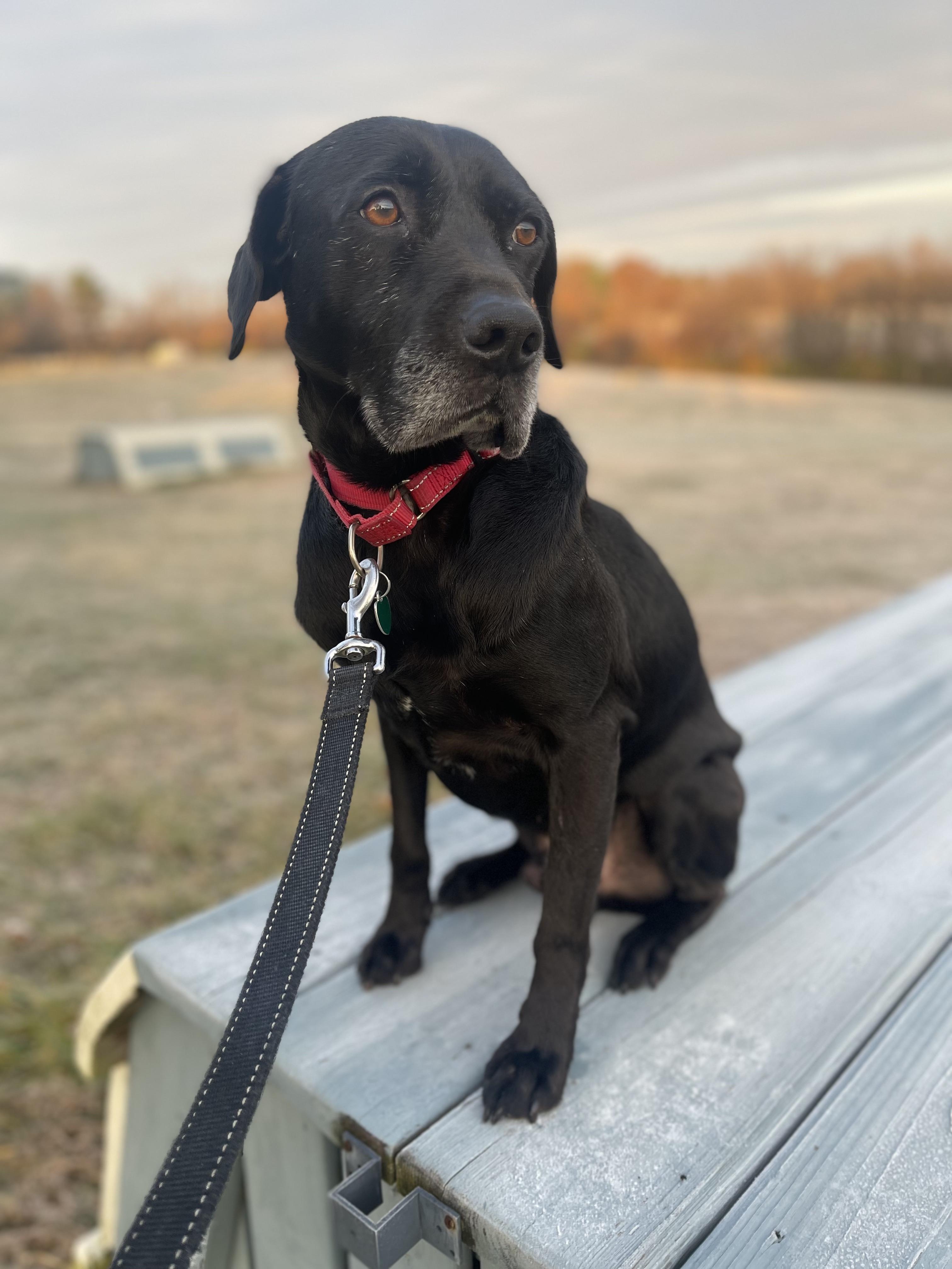 Enlarge Archie, a Adoptable mixed breed in Elkton, MD image 3/6