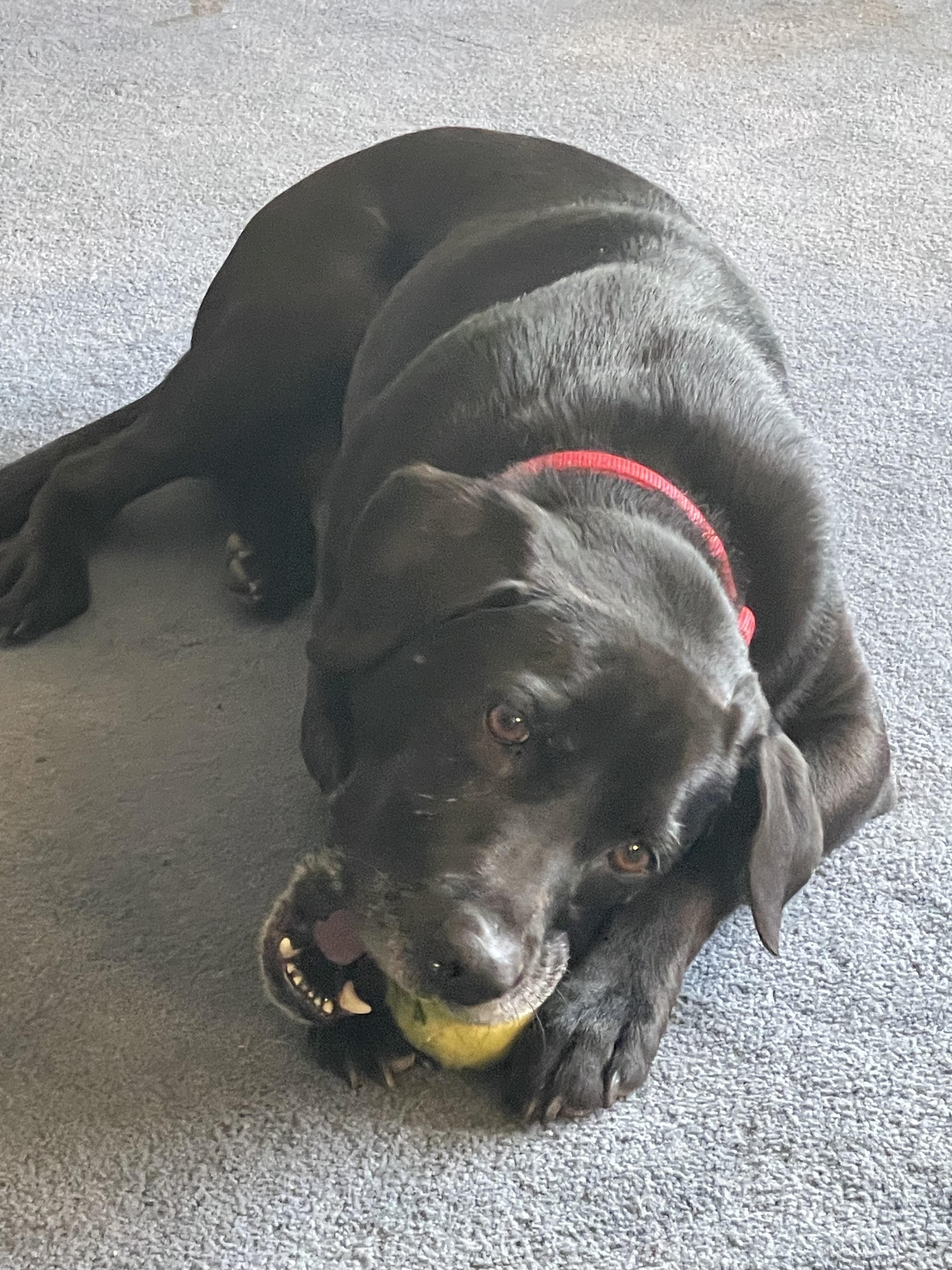 Enlarge Archie, a Adoptable mixed breed in Elkton, MD image 4/6