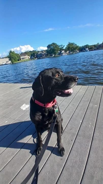 Enlarge Archie, a Adoptable mixed breed in Elkton, MD image 5/6