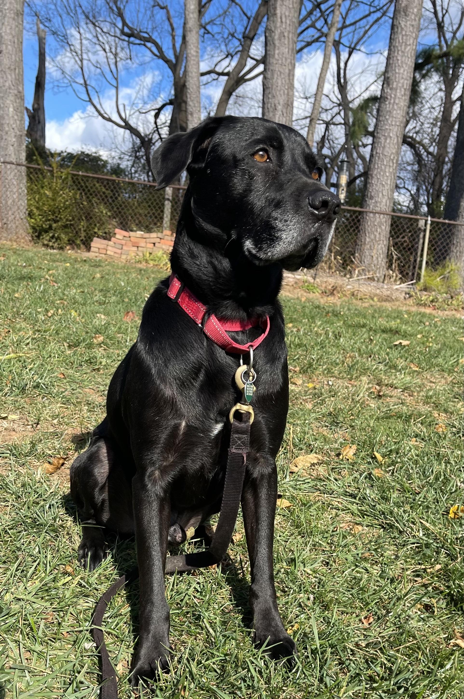 Enlarge Archie, a Adoptable mixed breed in Elkton, MD image 1/6