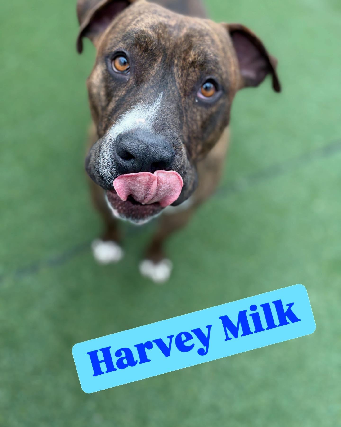Harvey - Photo 3