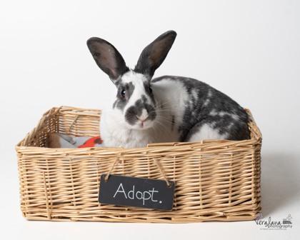 Enlarge Betsy (& Fella), a Adoptable mixed breed in Fairfax, VA image 3/3