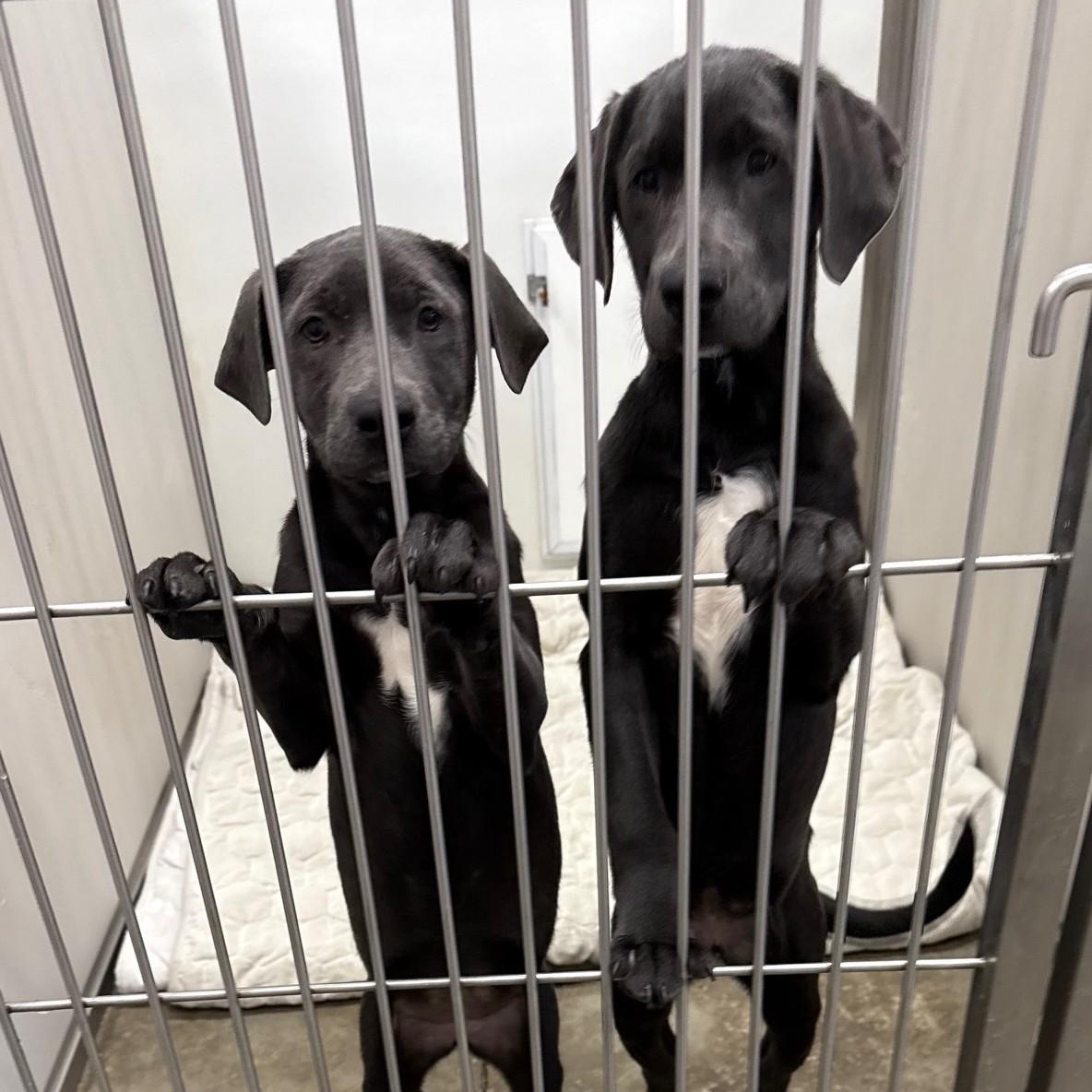 Enlarge Artic, an adopted mixed breed in Bethlehem, PA image 1/3