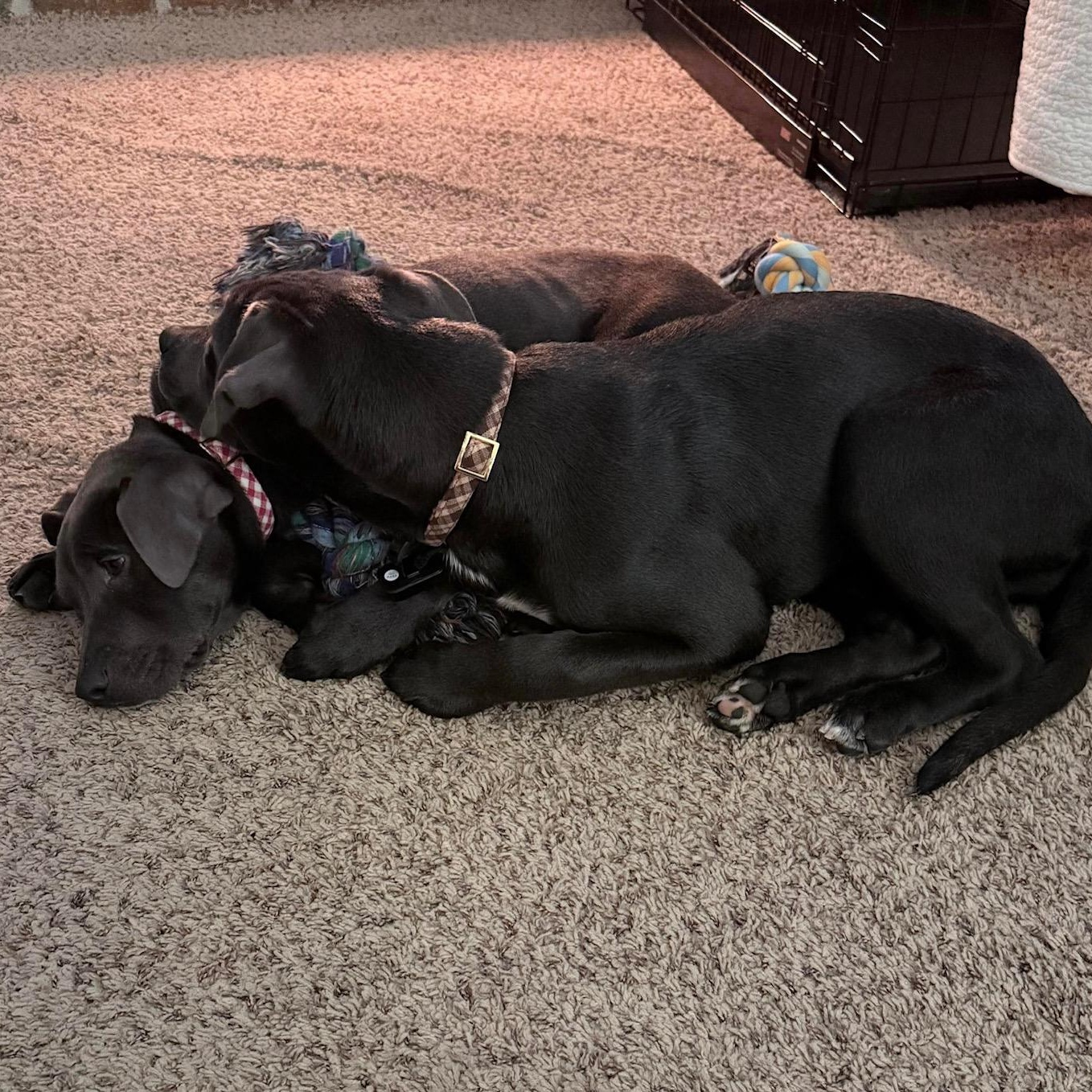 Enlarge Artic, an adopted mixed breed in Bethlehem, PA image 2/3