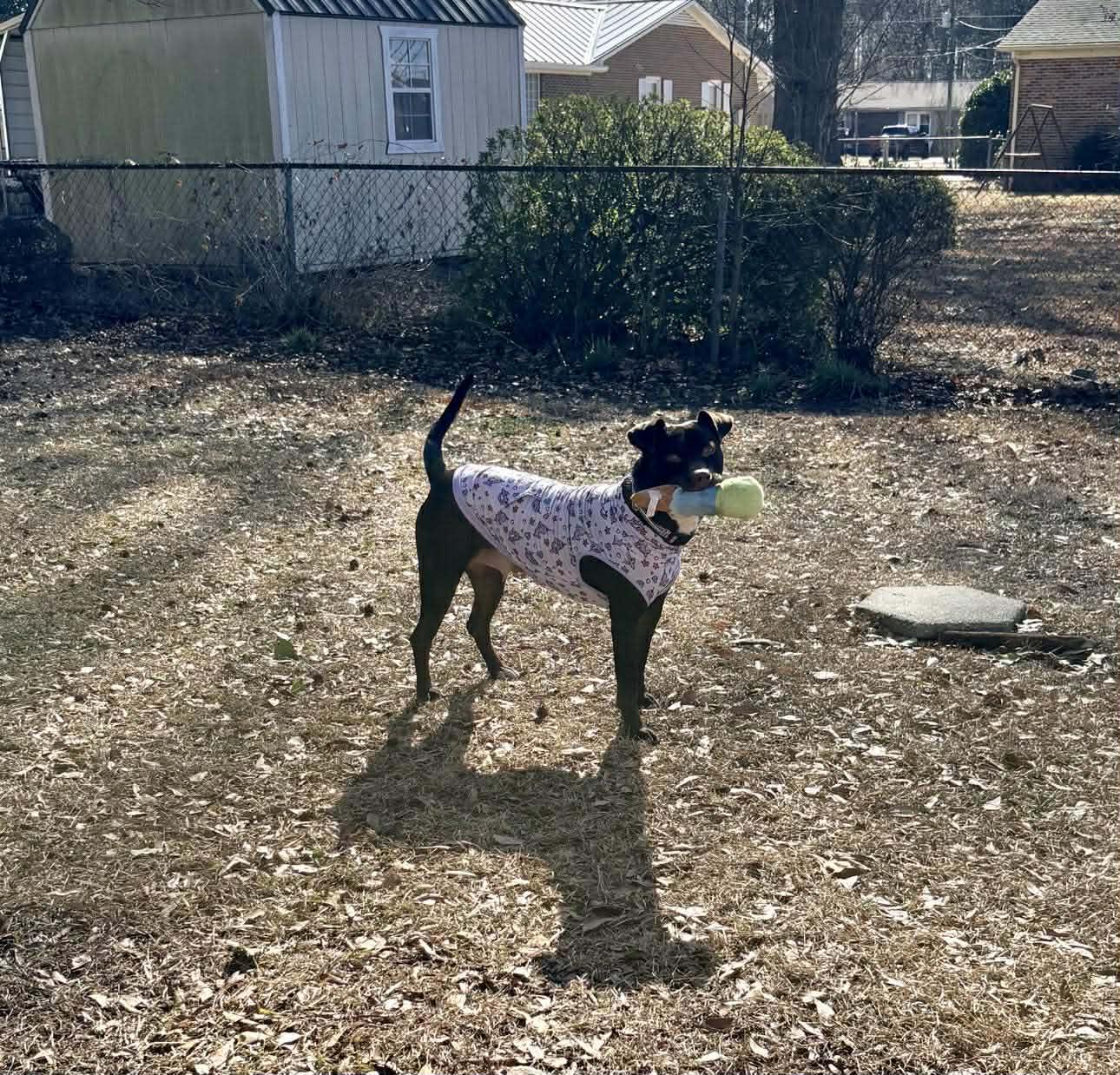 Brandy-fostered in North Carolina