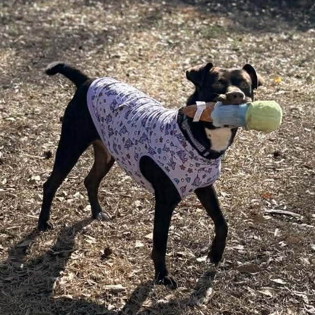 Brandy-fostered in North Carolina — thumbnail 2