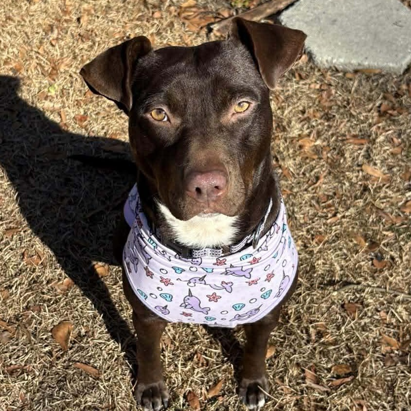 Brandy-fostered in North Carolina — thumbnail 3