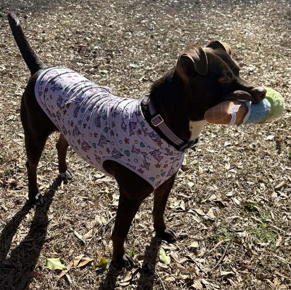 Brandy-fostered in North Carolina — thumbnail 4