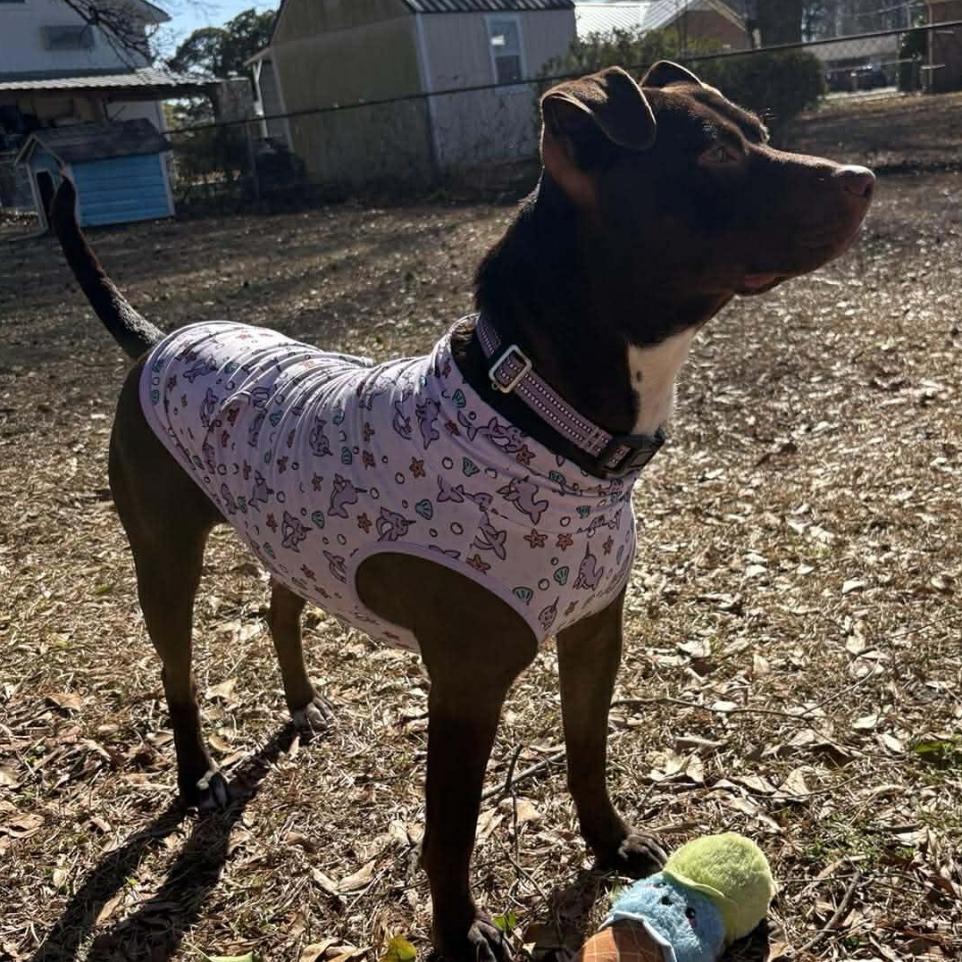 Brandy-fostered in North Carolina — thumbnail 5