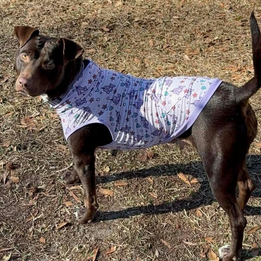 Brandy-fostered in North Carolina — thumbnail 6