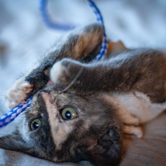 Sourdough, a Adoptable Domestic Short Hair in Talent, OR image 1/2