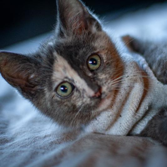 Sourdough, a Adoptable Domestic Short Hair in Talent, OR image 2/2
