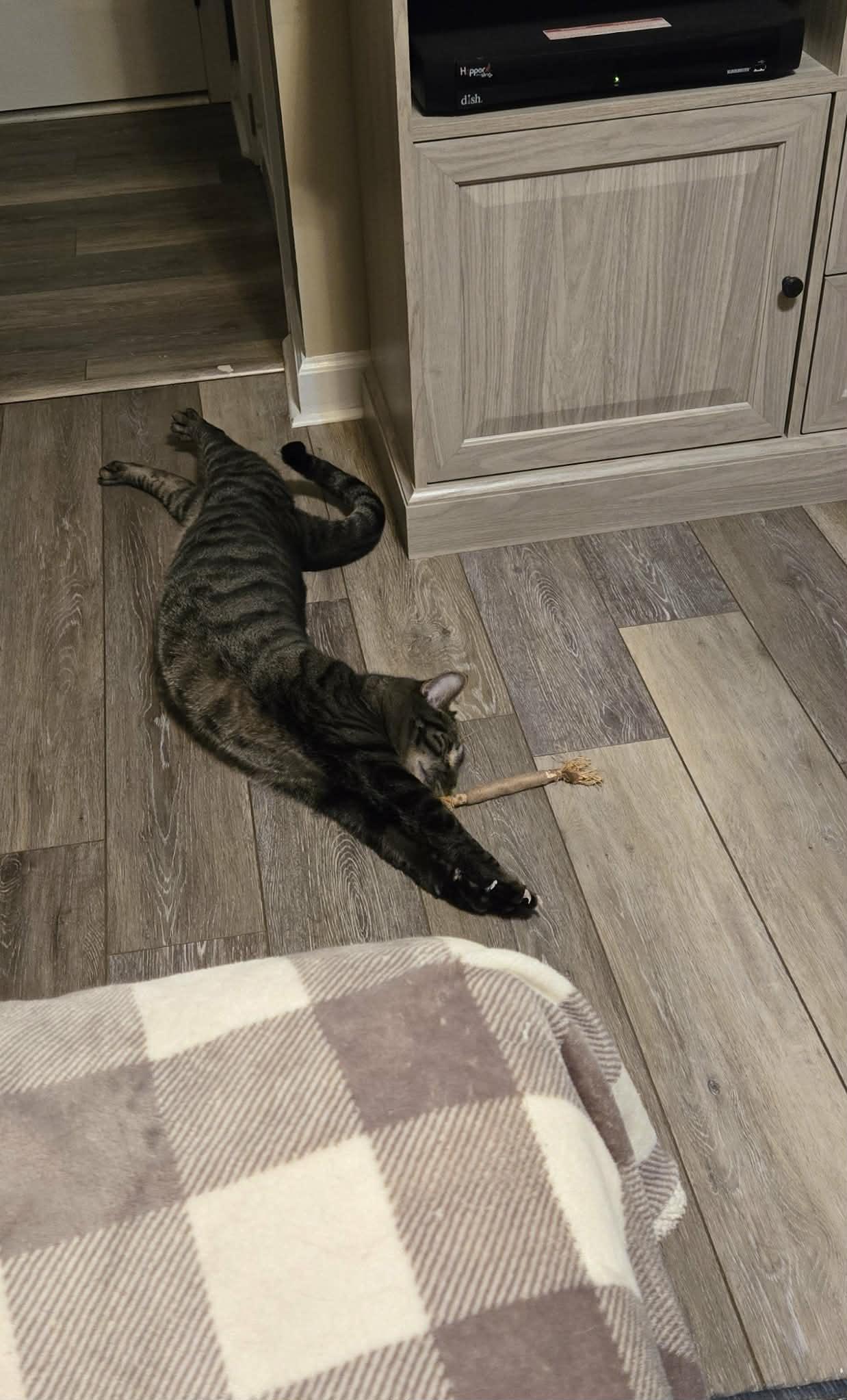 Enlarge Wybie, a ADOPTABLE Domestic Short Hair in Gerrardstown, WV image 3/3