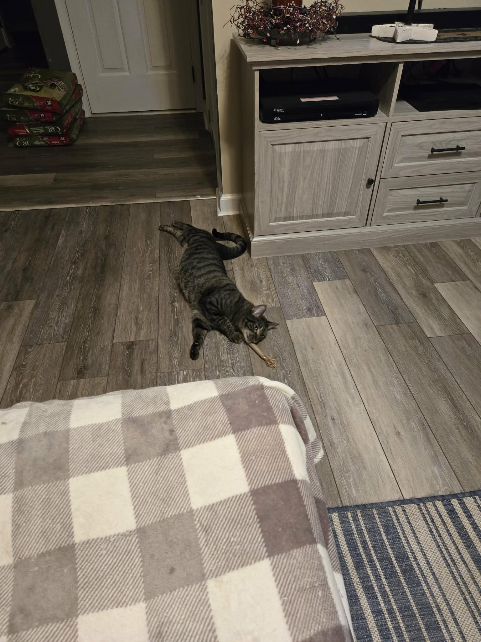 Enlarge Wybie, a ADOPTABLE Domestic Short Hair in Gerrardstown, WV image 1/3