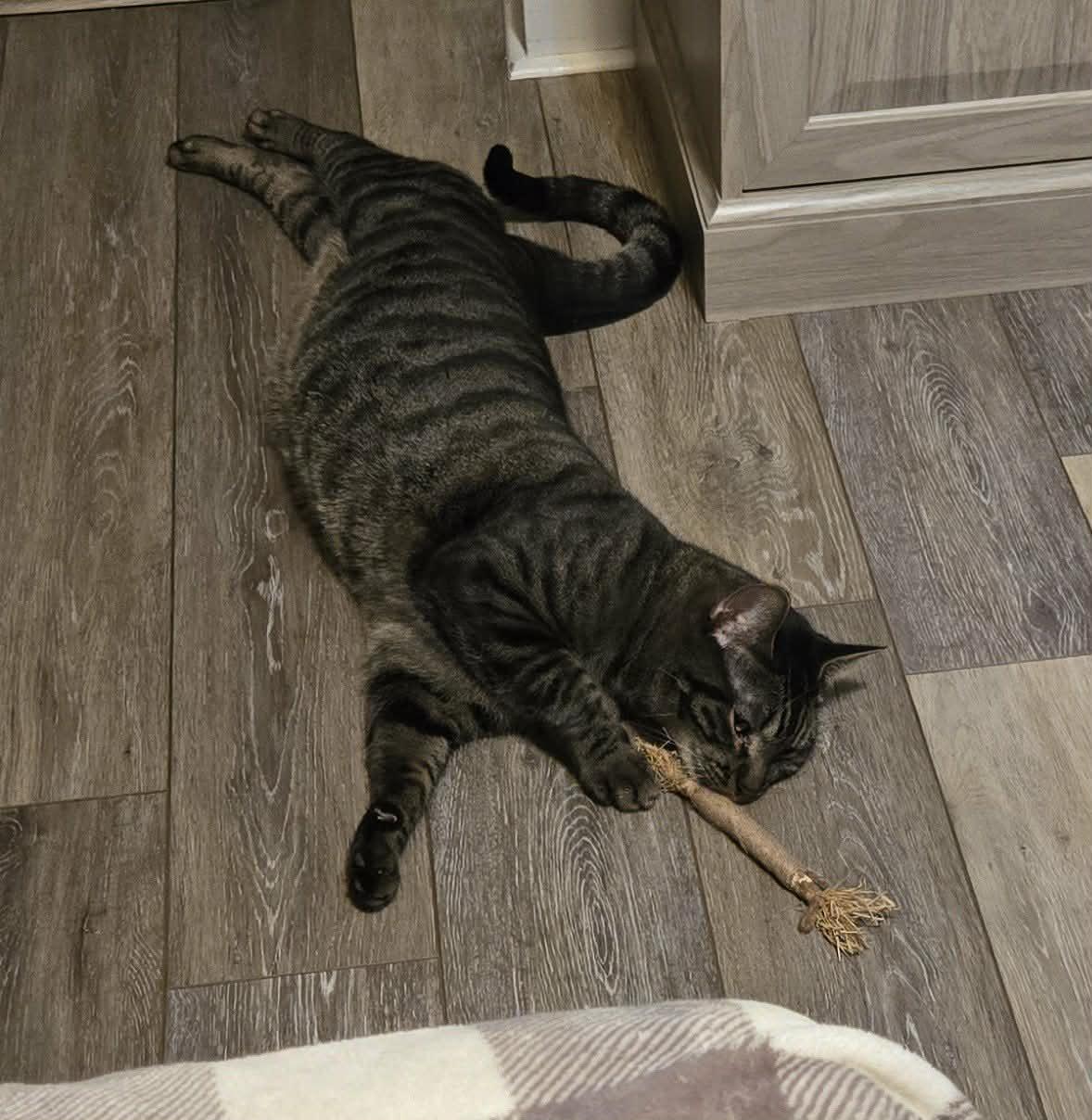 Enlarge Wybie, a ADOPTABLE Domestic Short Hair in Gerrardstown, WV image 2/3