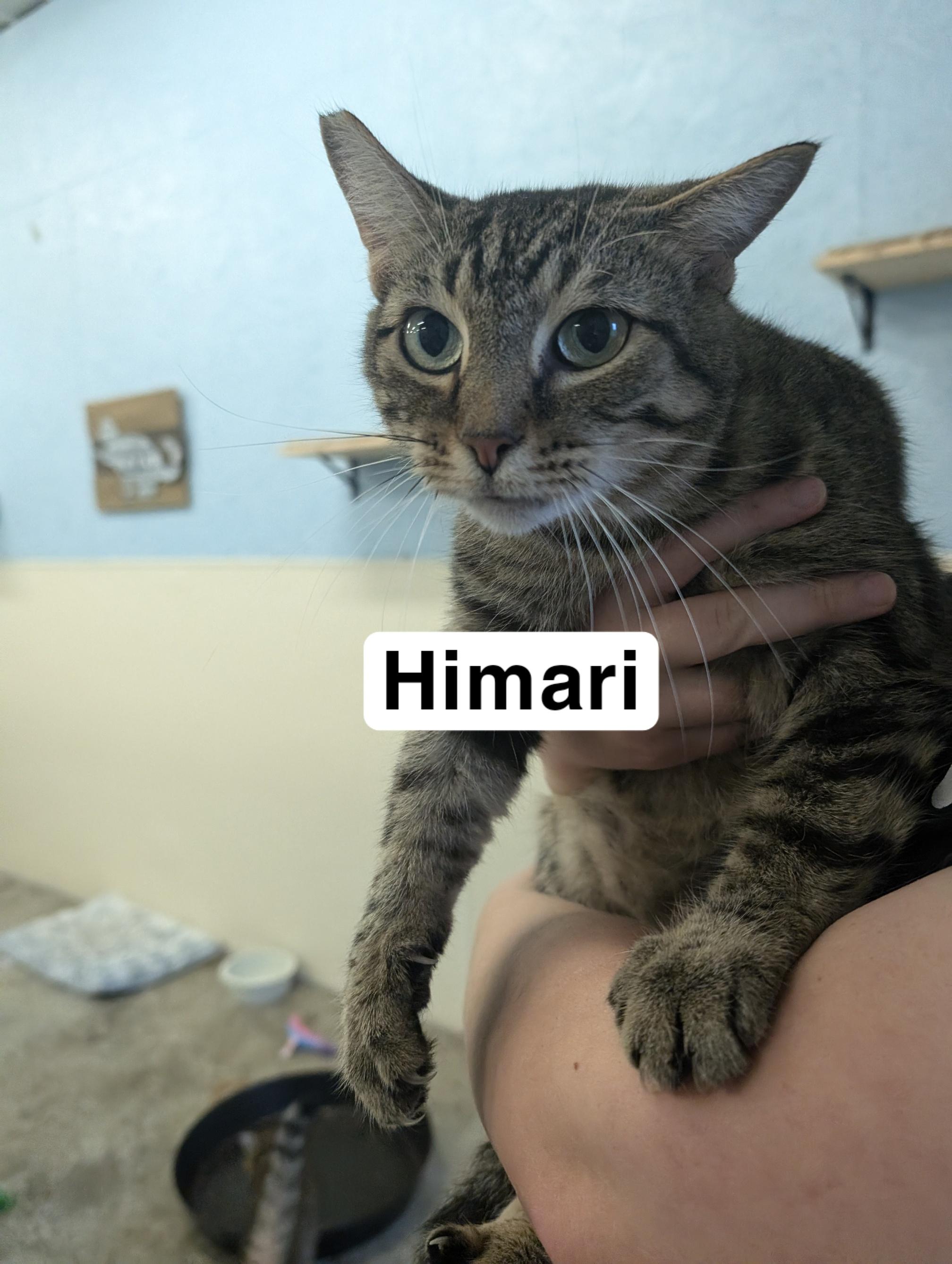 Himari