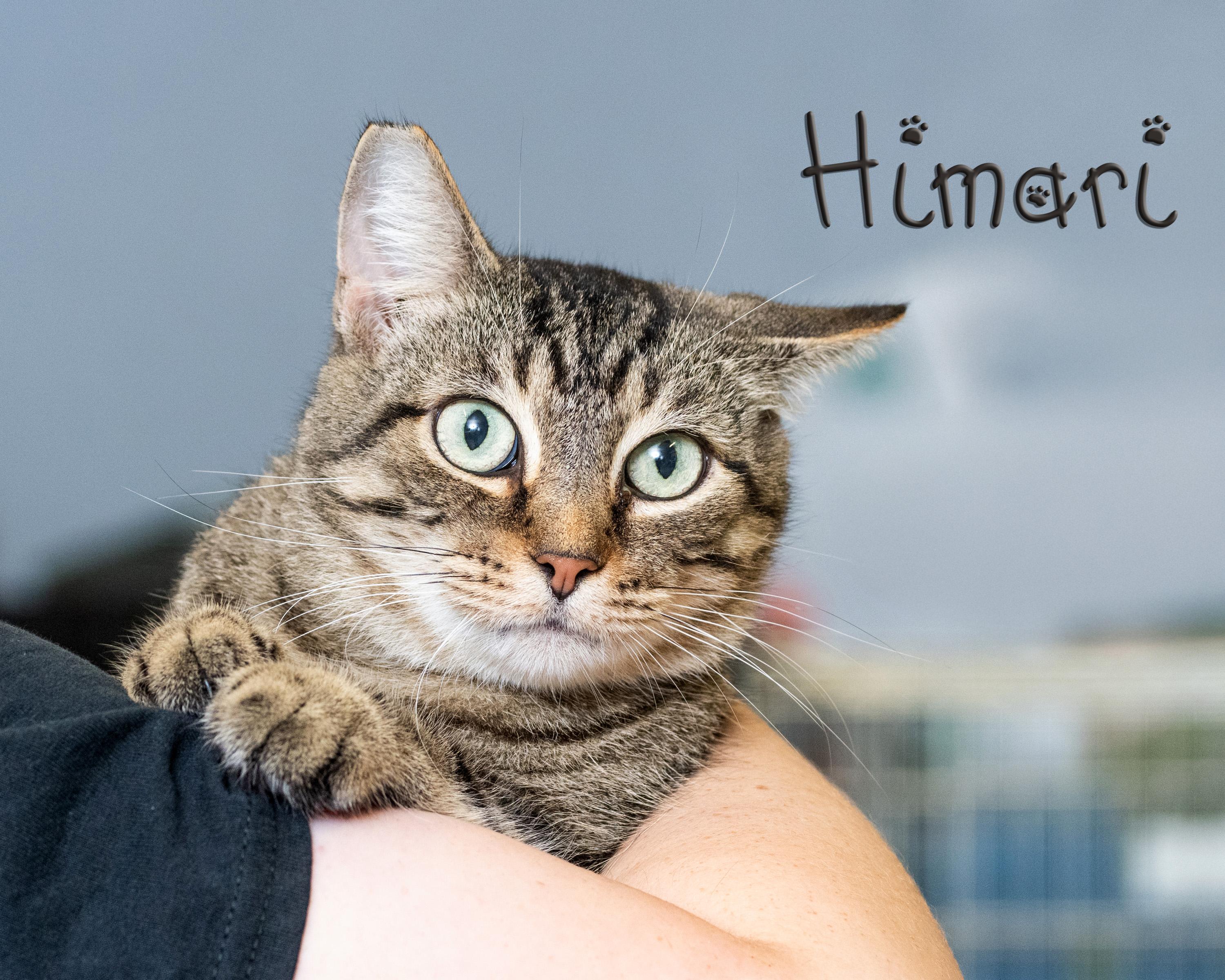 Himari, Adoptable, Young Female Domestic Short Hair.