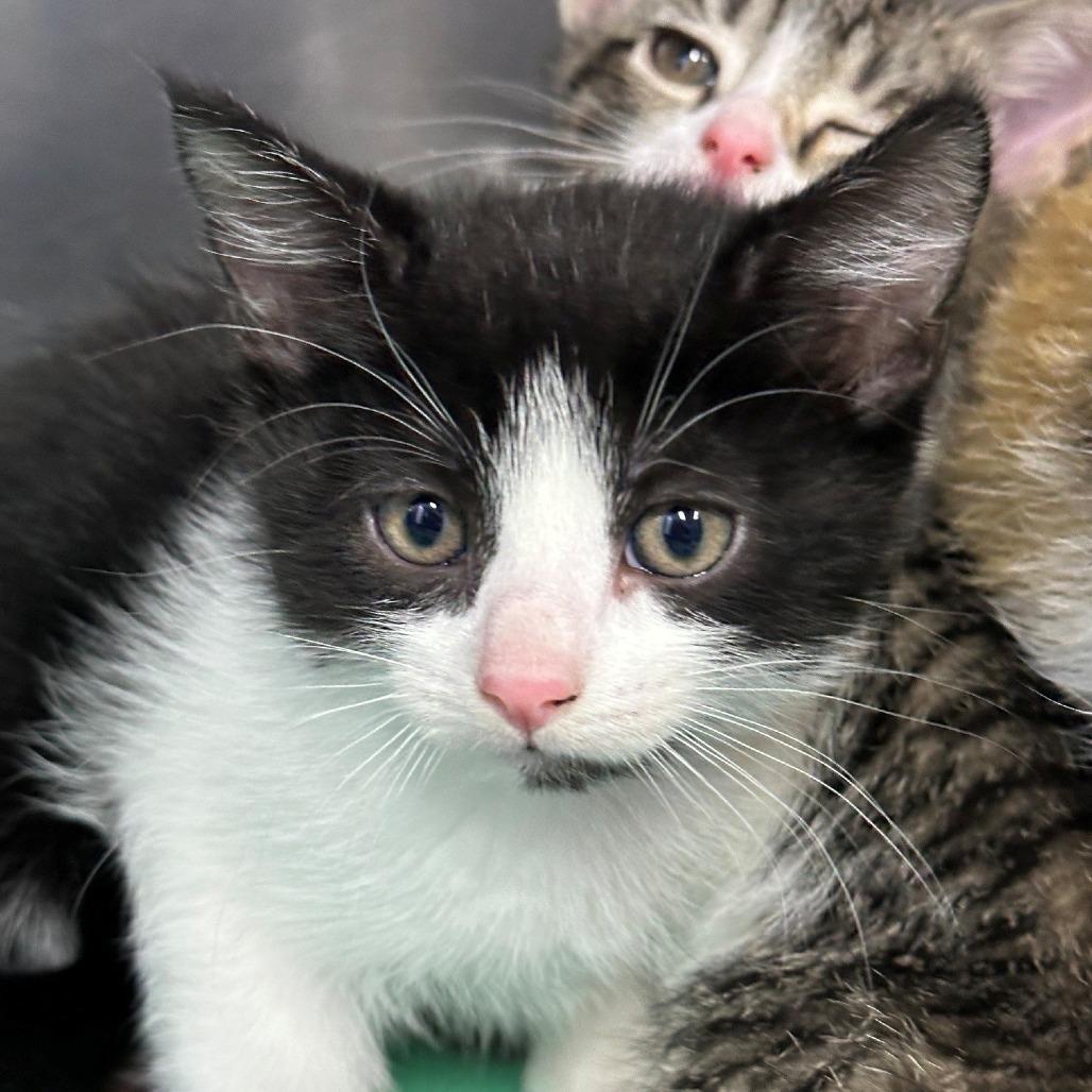 Enlarge Jax, a Adoptable Domestic Medium Hair in Coos Bay, OR image 1/1