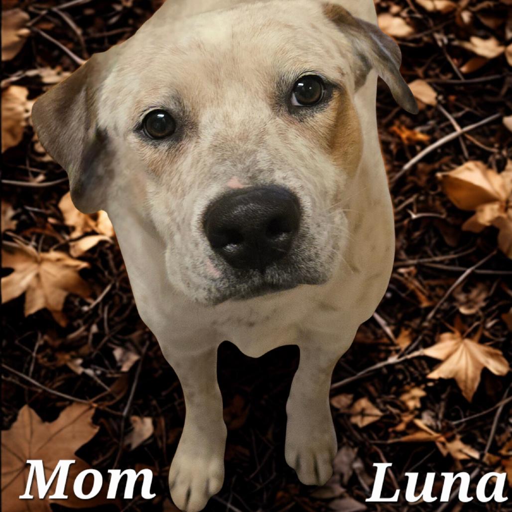 Stellar, Adoptable, Puppy Female Mixed Breed.