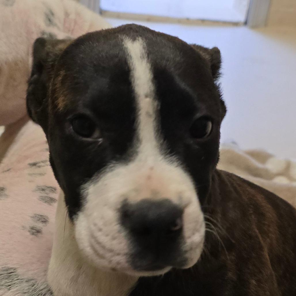 Enlarge Stellar, a Adoptable Mixed Breed in Wickenburg, AZ image 2/5