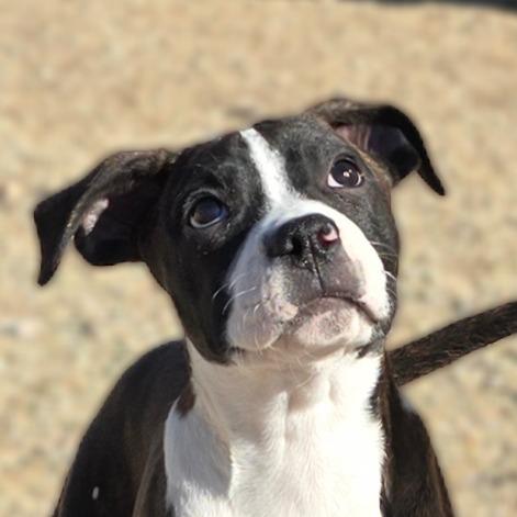 Enlarge Stellar, a Adoptable Mixed Breed in Wickenburg, AZ image 3/5