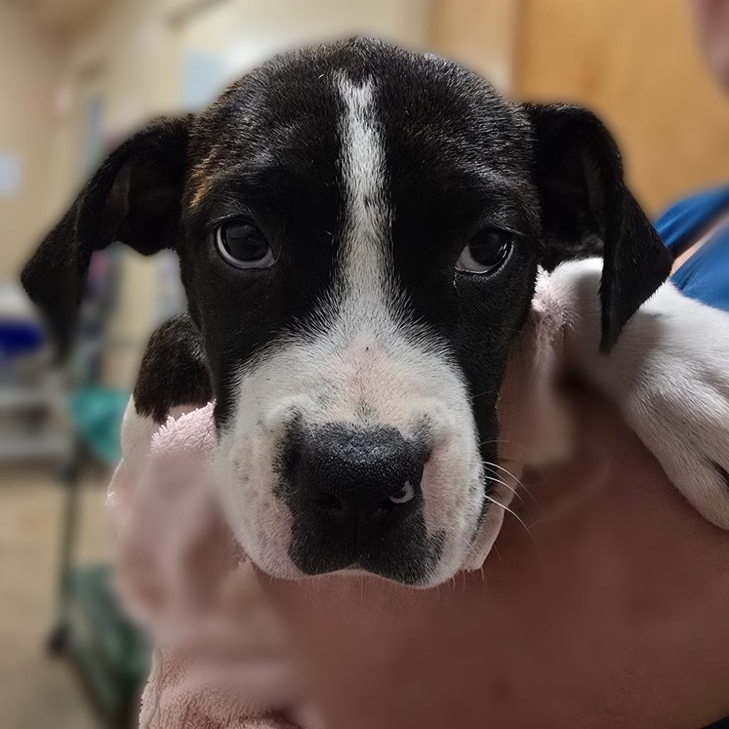 Enlarge Stellar, a Adoptable Mixed Breed in Wickenburg, AZ image 4/5