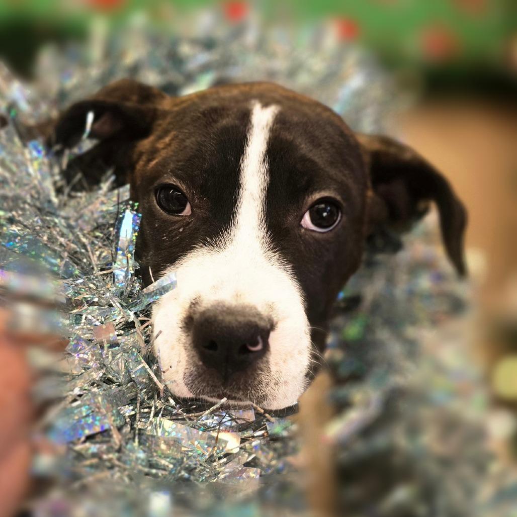 Enlarge Stellar, a Adoptable Mixed Breed in Wickenburg, AZ image 5/5