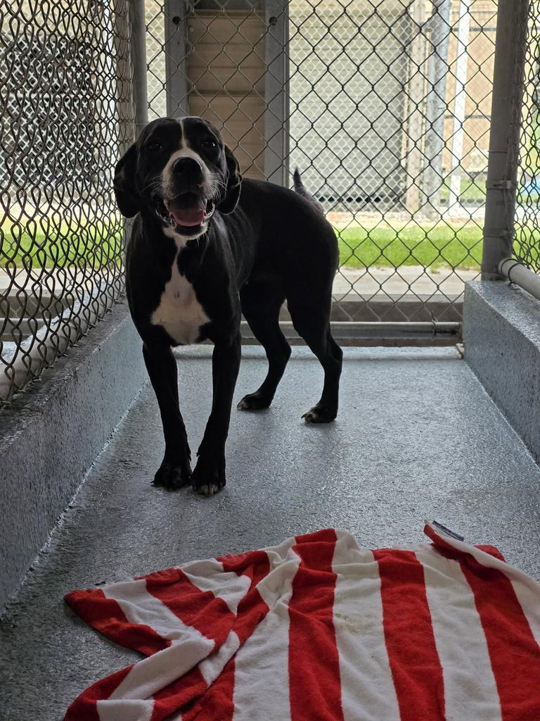 Enlarge Sophie, a Adoptable Pit Bull Terrier in Livingston, LA image 1/2