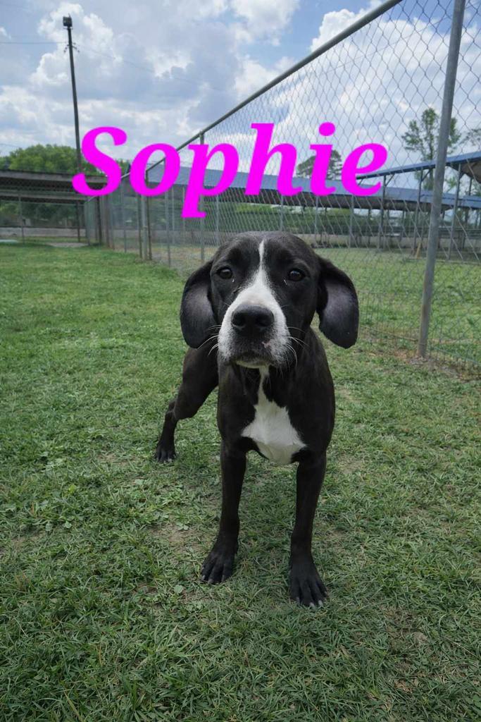 Enlarge Sophie, a Adoptable Pit Bull Terrier in Livingston, LA image 2/2