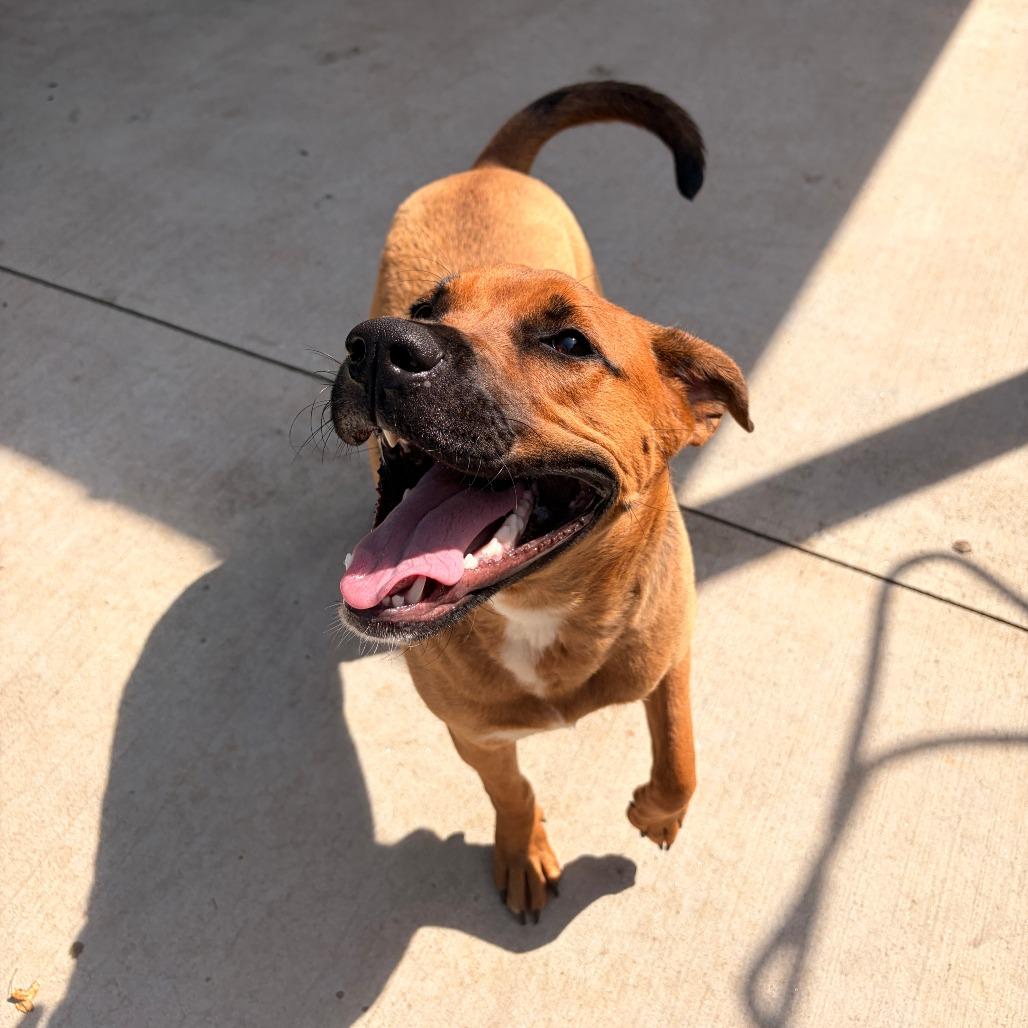 Bojangles, Adoptable, Adult Male Black Mouth Cur & Mixed Breed.