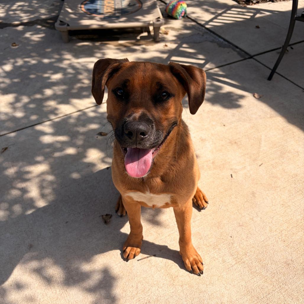 Enlarge Bojangles, a Adoptable mixed breed in Franklin, NC image 2/6