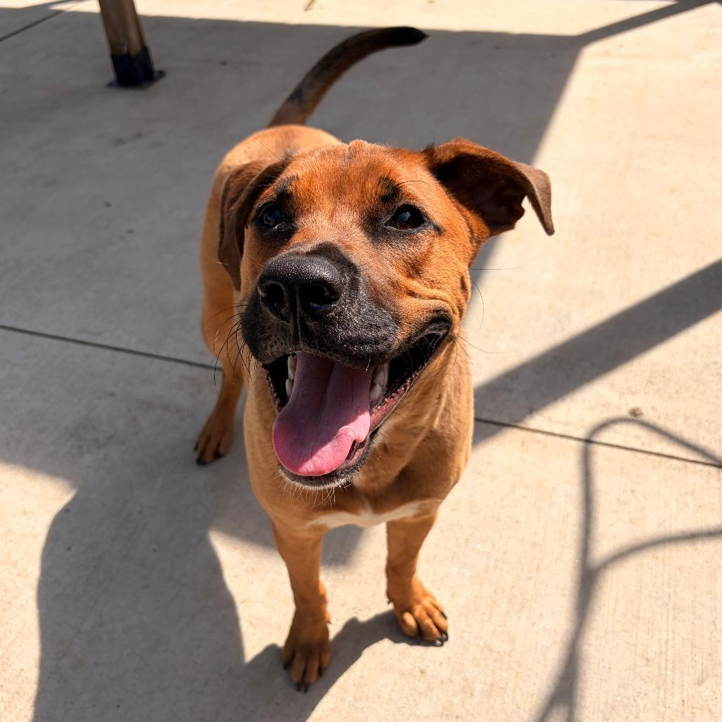 Enlarge Bojangles, a Adoptable mixed breed in Franklin, NC image 3/6