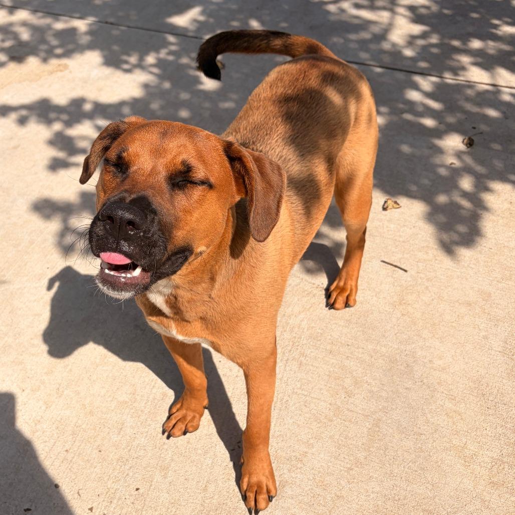 Enlarge Bojangles, a Adoptable mixed breed in Franklin, NC image 4/6