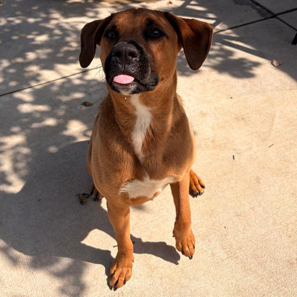 Enlarge Bojangles, a Adoptable mixed breed in Franklin, NC image 5/6