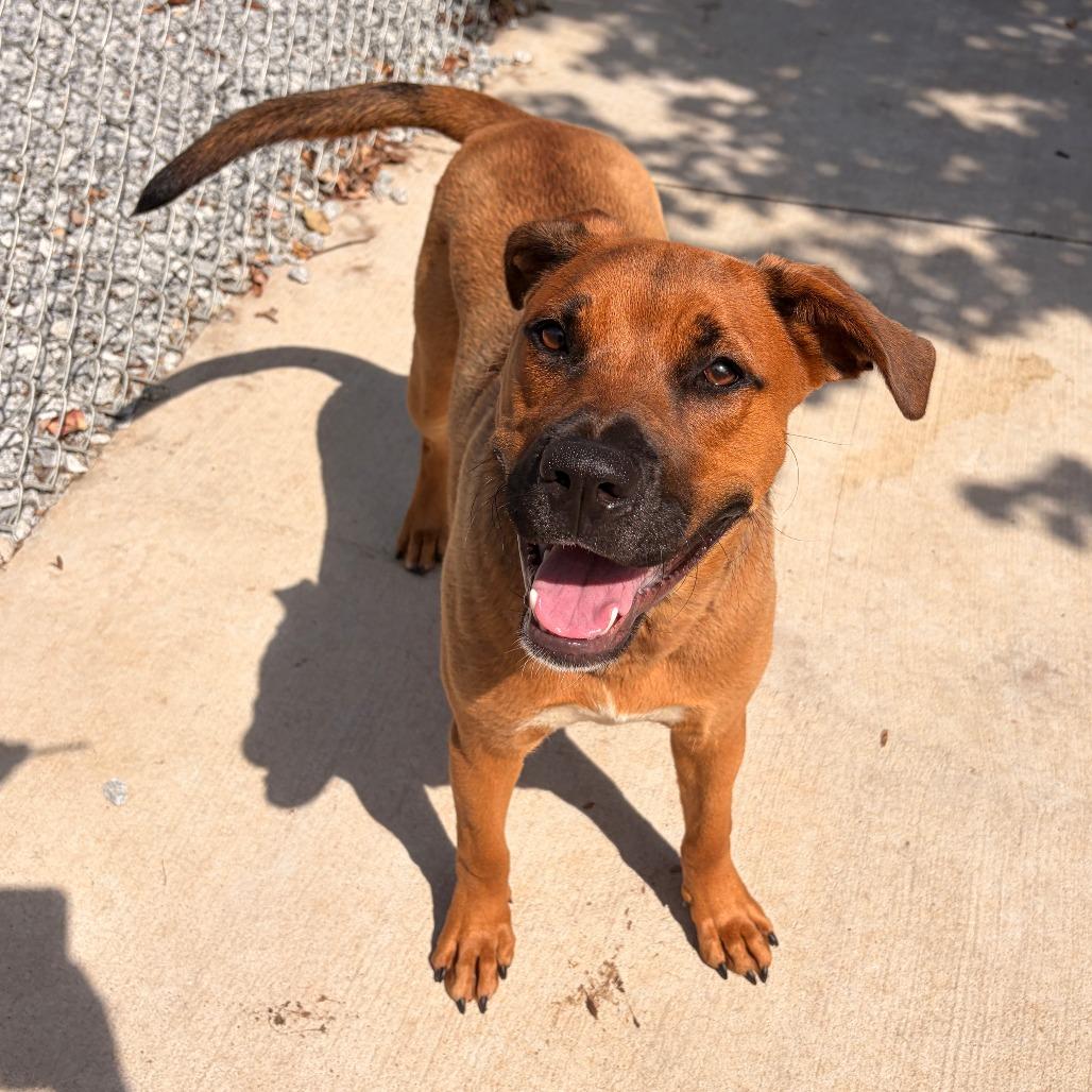 Enlarge Bojangles, a Adoptable mixed breed in Franklin, NC image 6/6