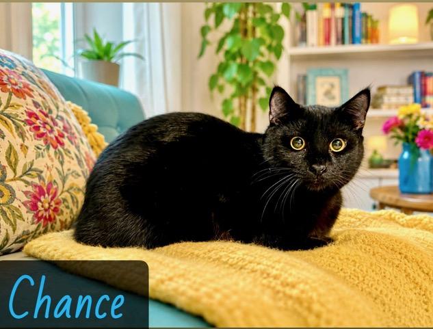 Chance, ADOPTABLE, Young Male Domestic Short Hair.