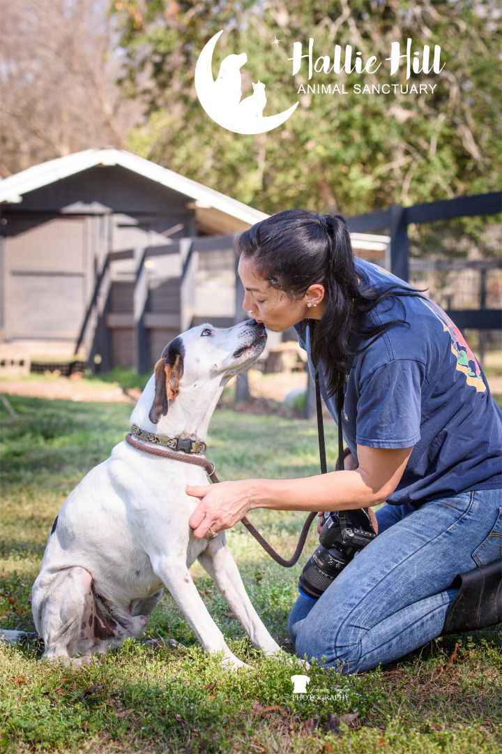 Bubba, a Adoptable Hound in Hollywood, SC image 2/6