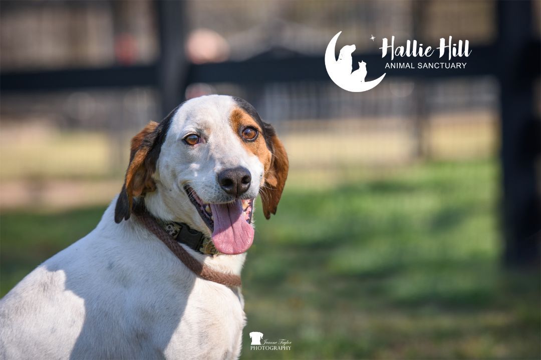 Bubba, a Adoptable Hound in Hollywood, SC image 3/6
