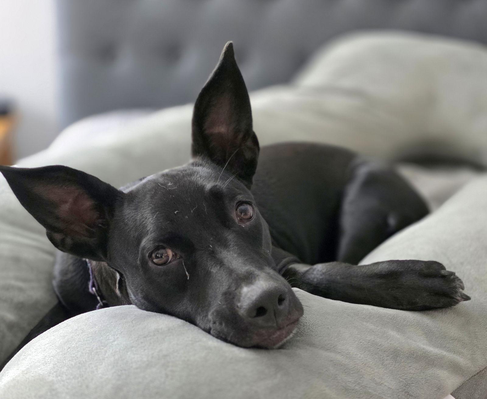 Elphie, a Adoptable American Staffordshire Terrier in Royal Palm Beach, FL image 2/3