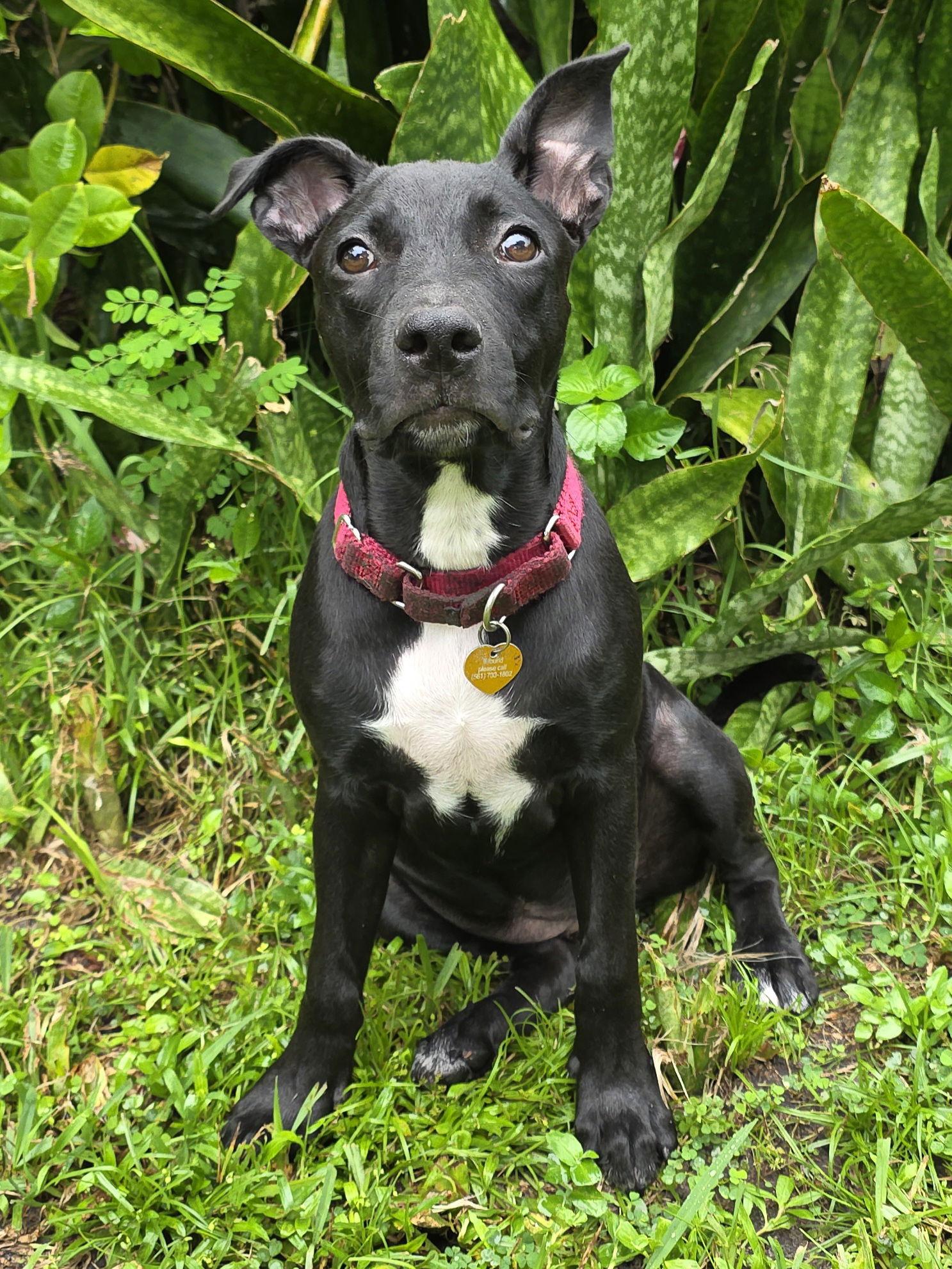 Elphie, a Adoptable American Staffordshire Terrier in Royal Palm Beach, FL image 3/3