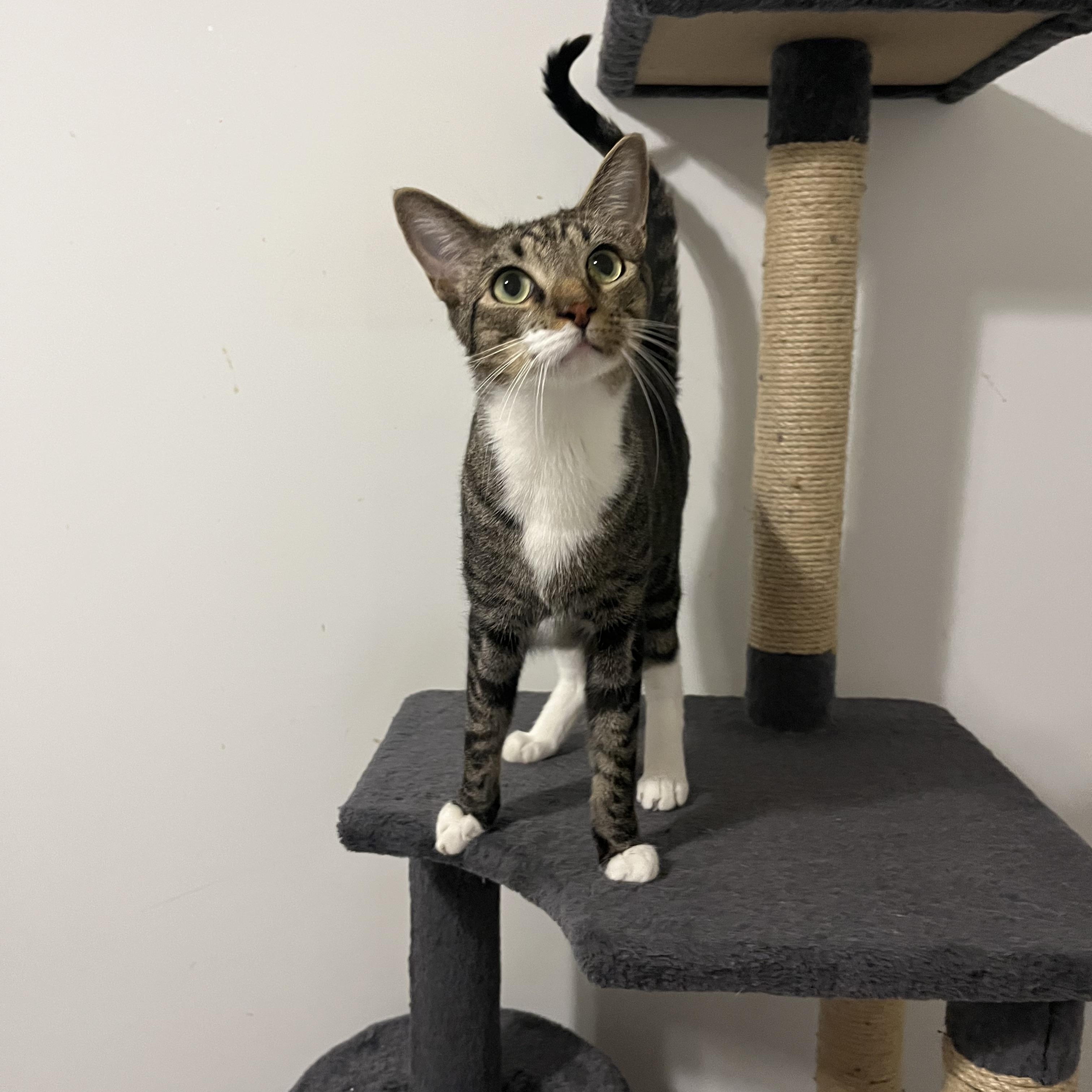 Enlarge Clutch, a Adoptable Domestic Short Hair in Duluth, GA image 9/10