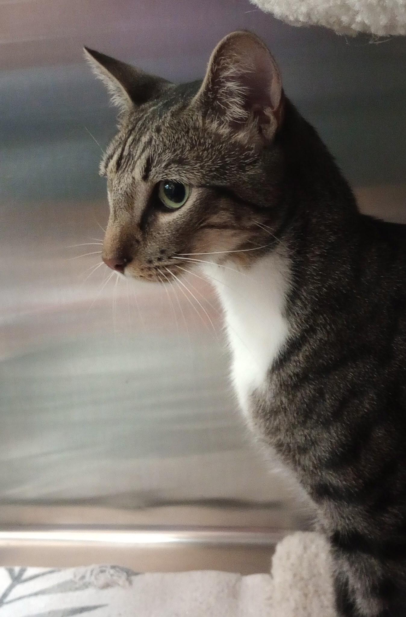 Clutch, a Adoptable Domestic Short Hair in Duluth, GA image 6/10