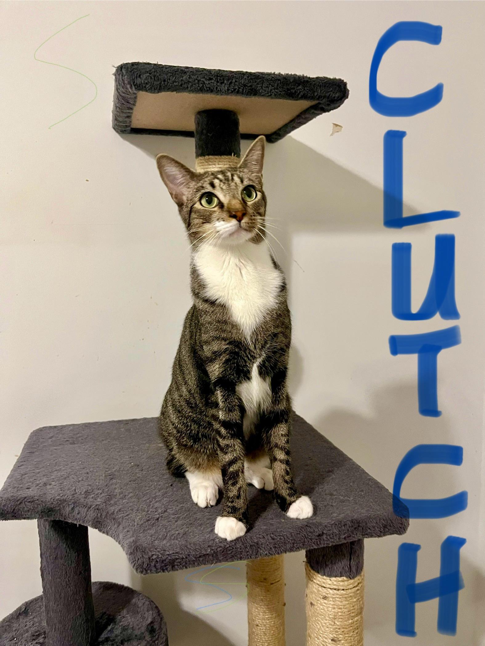 Clutch, a Adoptable Domestic Short Hair in Duluth, GA image 2/10