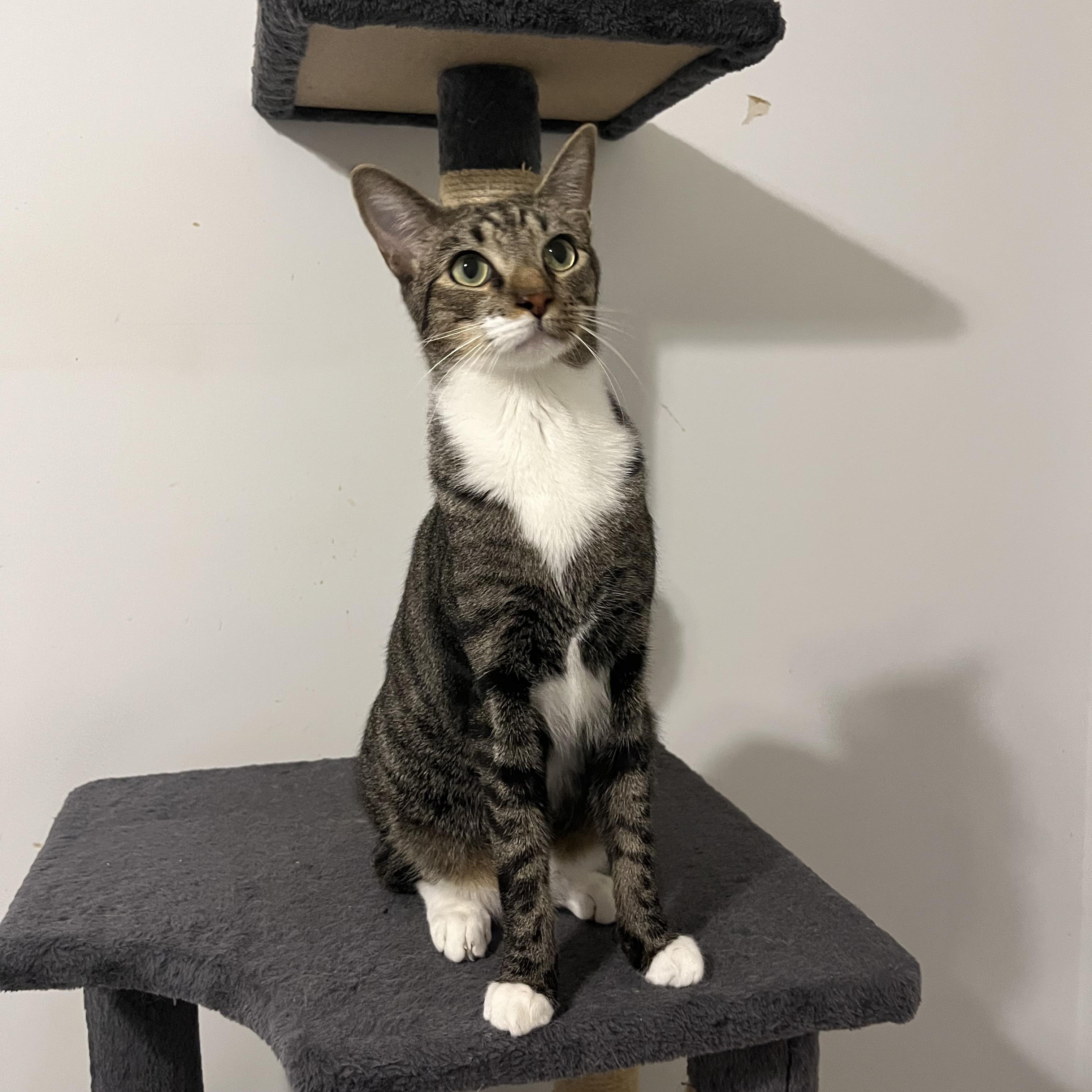 Clutch, a Adoptable Domestic Short Hair in Duluth, GA image 1/10